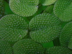 سالوينيا مینیما